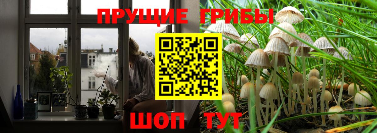 Галлюциногенные грибы GOLDEN TEACHER Нижнеудинск