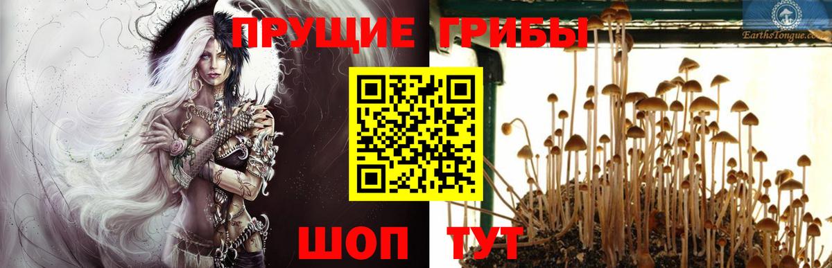 Нижнеудинск  что такое наркотик  Вход с VPN  Галлюциногенные грибы Psilocybine cubensis  Галлюциногенные грибы Cubensis 